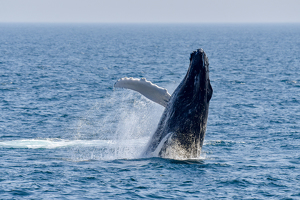 And It's a Breach! - Photo by Lorraine Cosgrove