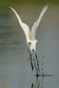 And we have liftoff - Photo by Jeff Levesque