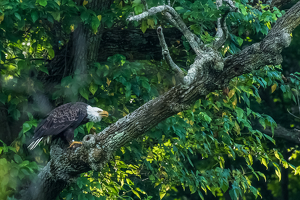 Angry Eagle - Photo by Libby Lord