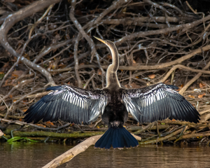 Anhinga - Photo by Susan Case