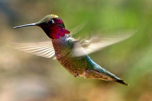 Class B 2nd: Anna's Hummingbird on the wing by John Clancy