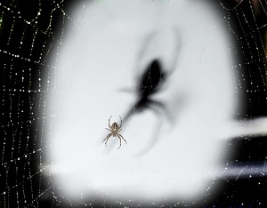 Arachnophobia - Photo by Mark Tegtmeier