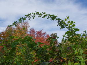 Arch - Photo by Marylou Lavoie