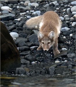 Arctic Fox Youngster - Photo by Susan Case