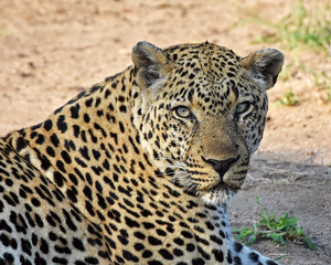 Are you food or are you a threat? The "Bicycle-Crossing Male" - the dominant leopard in Mala Mala, SA - Photo by Susan Case