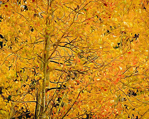 Aspen Impressions - Photo by John McGarry