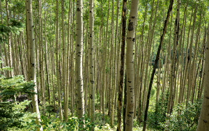 Aspens in Aspen, Colorado - Photo by Tim Abbuhl