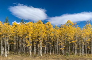 Aspens in Montana - Photo by Quannah Leonard