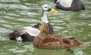 Australian Ducks - Photo by René Durbois