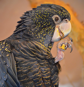 Australian Red-tailed Cockatoo Having A Snack - Photo by Louis Arthur Norton