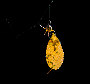 Salon HM: Autumn Leaf Cleanup by Bob Ferrante