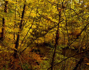 Autumn Leaves - Photo by Alene Galin