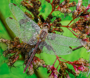 Salon HM: Autumn Meadowhawk by John McGarry