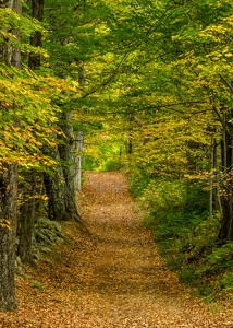 Autumn Woodland - Photo by Libby Lord