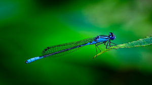 Azure Bluet Damselfly - Photo by John McGarry