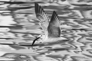 BIRD WITH A CATCH !!! - Photo by Aadarsh Gopalakrishna