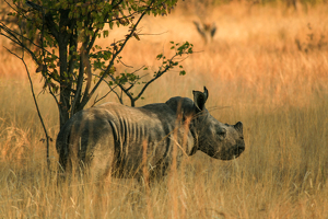 Babe in the Shade - Photo by Eric Wolfe