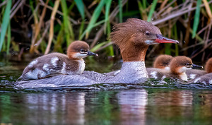 Baby on Board - Photo by Merle Yoder