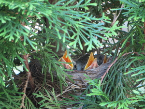 Baby Robins - Photo by Mireille Neumann