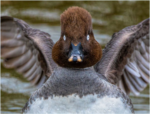 Back Off, Camera Boy - Photo by John Straub