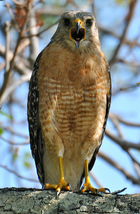 Back off, human! - Photo by Linda Fickinger