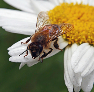 Back to the hive - Photo by Ron Thomas