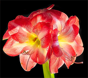 Backlit Amaryllis - Photo by Arthur McMannus