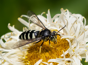 Salon HM: Bald Faced Hornet Seeking Nectar by Bob Ferrante