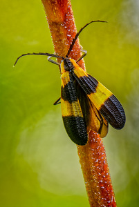 Banded Netwing Beetle - Photo by John McGarry