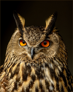 Barn Owl - Photo by Frank Zaremba MNEC