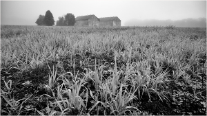 Barns in Fog - Photo by Eric Lohse