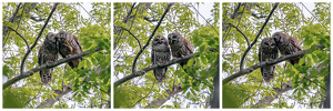 Barred Owl Filmstrip - Photo by Jeff Levesque