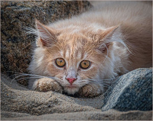 Salon 2nd: Beach Kitten by John Straub