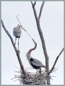 Beak To Beak - Photo by Bob Ferrante