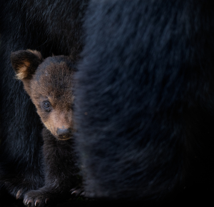 Bear Cub with Mother - Photo by Danielle D'Ermo