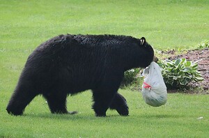 bear take-out - Photo by Mireille Neumann