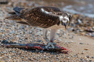 Beat It - Photo by John Straub