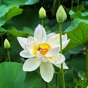 Beauty Amongst the Muck - Photo by Dolores Brown