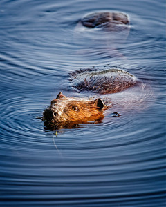 Beaver Out for a Swim - Photo by John McGarry