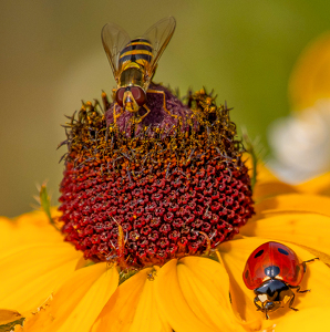 Bee and Lady - Photo by Marylou Lavoie