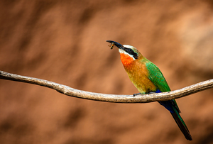 Class A 1st: Bee Eater Eating A Bee by Ian Veitzer