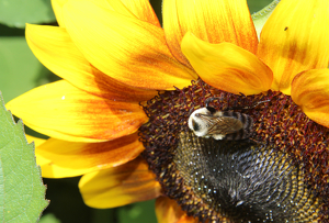 Bee Hungry - Photo by Harold Grimes