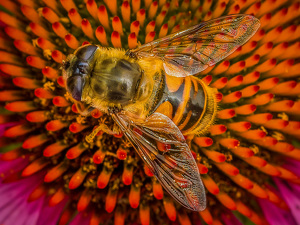 Bee on flower - Photo by Frank Zaremba MNEC