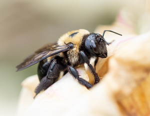 Class A 2nd: Bee Still by Bob Ferrante