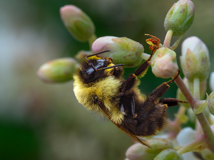 bees knees - Photo by Amy Keith