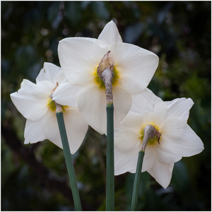 Behind the Beauty - Photo by Karin Lessard