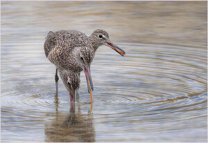 Behold the Three-Headed Early Bird - Photo by John Straub