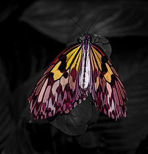 Bejeweled Butterfly - Photo by Mary Anne Sirkin