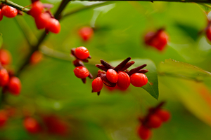 Berries - Photo by Charles Huband