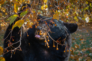 Berries, Berries, Berries, I Love Berries - Photo by Bill Payne